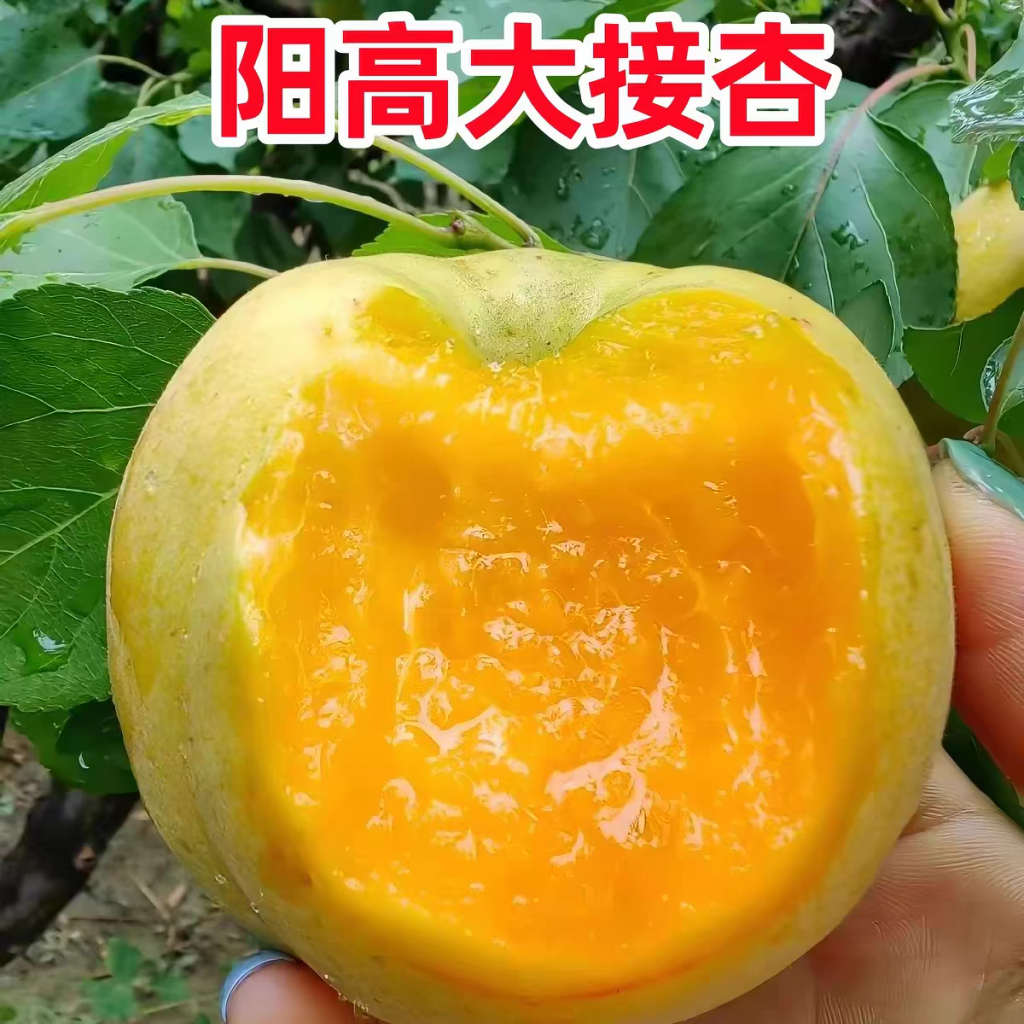 图片[1]-QQ活动_资源分享-源码基地-项目分享-安卓绿色软件基地【京东包邮】山西大同阳高大接杏5斤大黄杏子新鲜水果大京杏现摘现发阳高大杏-QQ活动_资源分享-源码基地-项目分享-安卓绿色软件基地我的技术站